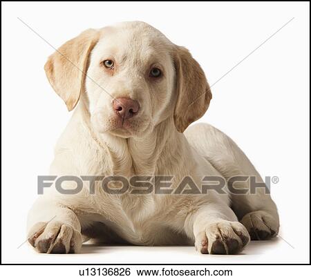 Studio portrait of Yellow Labrador Retriever View Large Photo Image Stock Photograph - Studio portrait of Yellow Labrador Retriever. Fotosearch