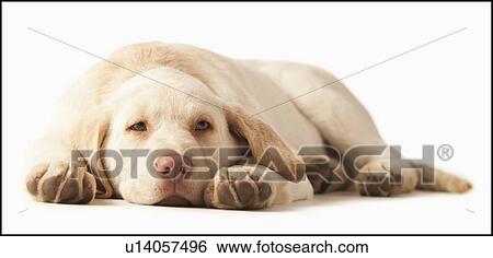 Studio portrait of Yellow Labrador Retriever View Large Photo Image Stock Photograph - Studio portrait of Yellow Labrador Retriever. Fotosearch
