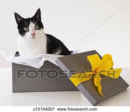 Stock Photo - Studio shot of black and white cat in gift box. Fotosearch