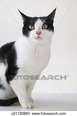 Studio shot of black and white cat View Large Photo Image Stock Image - Studio shot of black and white cat. Fotosearch