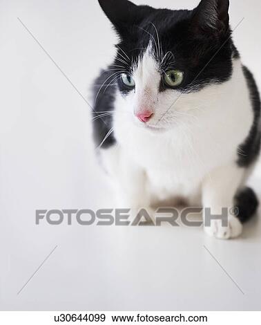 Studio shot of black and white cat View Large Photo Image Stock Photo - Studio shot of black and white cat. Fotosearch