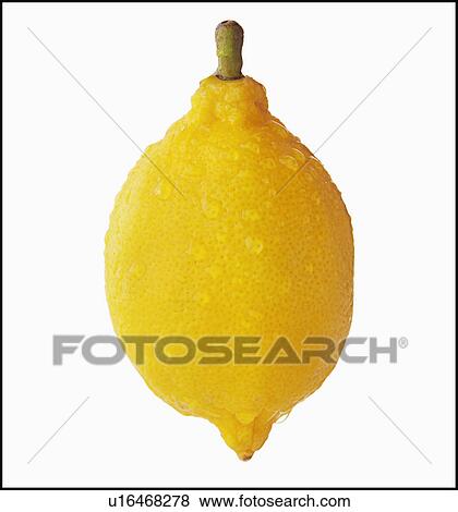 Studio Shot of lemon View Large Photo Image Stock Photo - Studio Shot of lemon. Fotosearch