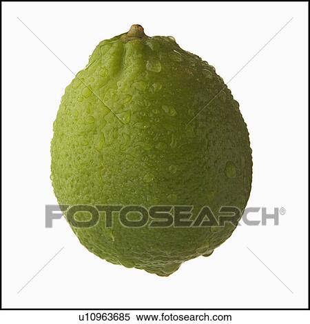 Studio Shot of lime View Large Photo Image Stock Photography - Studio Shot of lime. Fotosearch