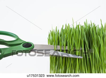 Studio shot with scissors cutting grass View Large Photo Image Stock Image - Studio shot with scissors cutting grass. Fotosearch