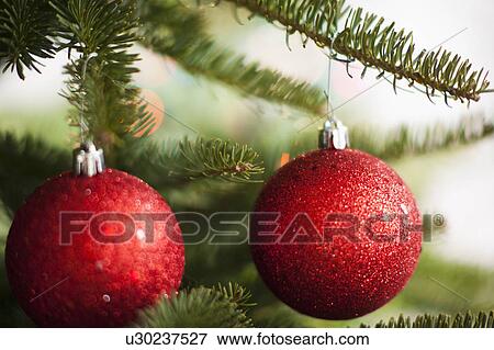 Two red Christmas baubles on tree View Large Photo Image Stock Photo - Two red Christmas baubles on tree. Fotosearch