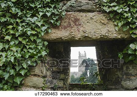 Stock Image - United Kingdom, Bristol, old ruin overgrown with ivy. Fotosearch