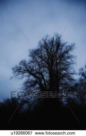 Stock Photo - United Kingdom, Bristol, silhouette of tree at dusk. Fotosearch
