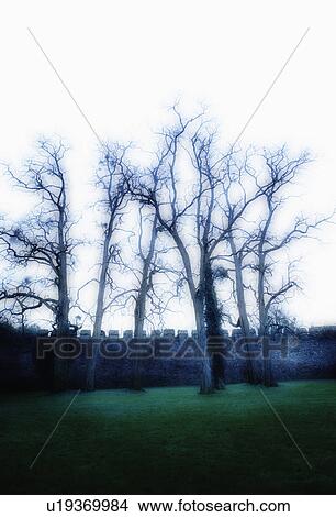 Picture - United Kingdom, Bristol, Trees by castle wall. Fotosearch