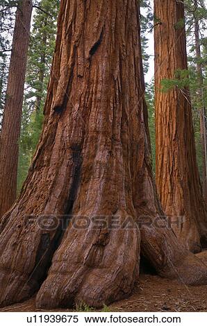 USA, California, close up of Sequoias View Large Photo Image Stock Photography - USA, California, close up of Sequoias. Fotosearch