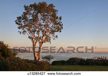 USA, California, Laguna Beach, tree at sunset View Large Photo Image Stock Photo - USA, California, Laguna Beach, tree at sunset. Fotosearch