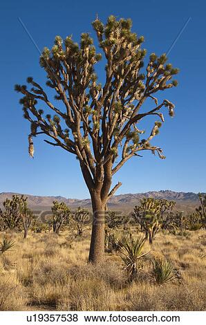 USA, California, Mojave Desert, Joshua Tree View Large Photo Image Stock Photo - USA, California, Mojave Desert, Joshua Tree. Fotosearch