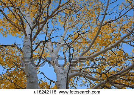 USA, California, Mono County, Aspen tree against clear sky View Large Photo Image Stock Photo - USA, California, Mono County, Aspen tree against clear sky. Fotosearch