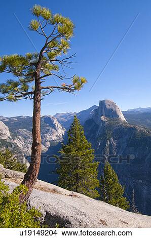 Picture - USA, California, pine trees in Yosemite Valley. Fotosearch