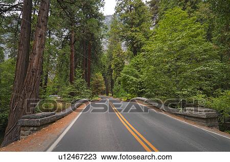 USA, California, road in forest View Large Photo Image Stock Image - USA, California, road in forest. Fotosearch