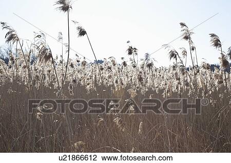 Stock Image - USA, Massachusetts, Boston, winter grass. Fotosearch