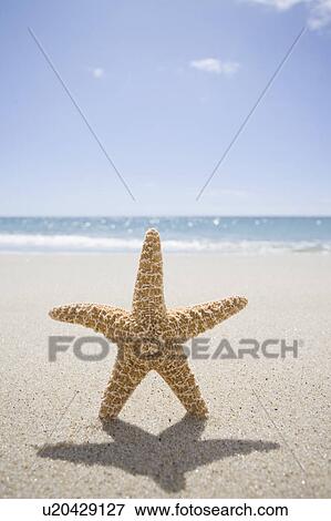 USA, Massachusetts, Cape Cod, Nantucket, close up of starfish on sand View Large Photo Image Stock Photo - USA, Massachusetts, Cape Cod, Nantucket, close up of starfish on sand. Fotosearch