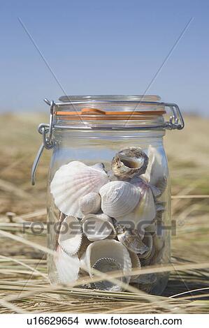 USA, Massachusetts, close up of shells in jar View Large Photo Image Picture - USA, Massachusetts, close up of shells in jar. Fotosearch