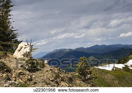 Stock Photograph - USA, Montana, Bob Marshall Wilderness, Mountain goat lying down . Fotosearch