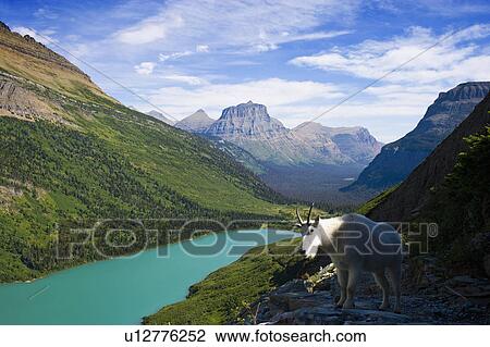 USA, Montana, Glacier National Park, Mountain goat, high angle view View Large Photo Image Stock Image - USA, Montana, Glacier National Park, Mountain goat, high angle view. Fotosearch