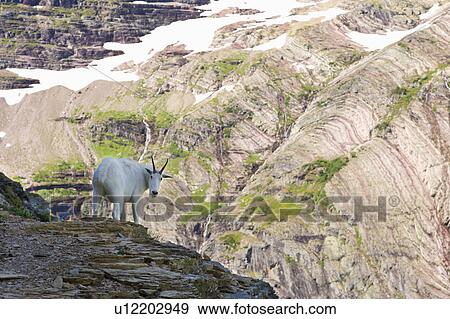 USA, Montana, Glacier National Park, Mountain goat looking at camera View Large Photo Image Stock Photo - USA, Montana, Glacier National Park, Mountain goat looking at camera. Fotosearch