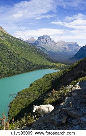 USA, Montana, Glacier National Park, Mountain goat, high angle view View Large Photo Image Stock Photo - USA, Montana, Glacier National Park, Mountain goat, high angle view. Fotosearch