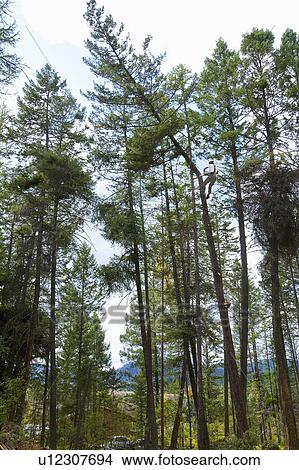 Picture - USA, Montana, Lakeside, low angle view of lumberjack clambering tree. Fotosearch