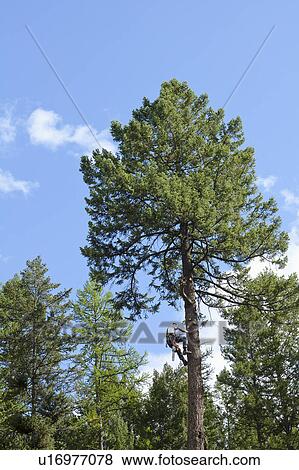 Stock Photo - USA, Montana, Lakeside, low angle view of lumberjack clambering tree. Fotosearch
