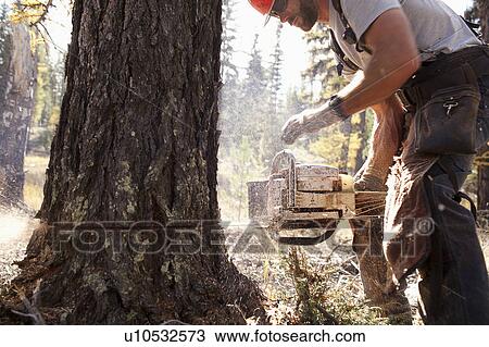 Stock Image - USA, Montana, Lakeside, lumberjack felling tree. Fotosearch