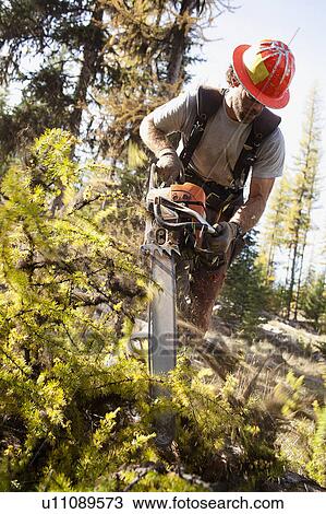 USA, Montana, Lakeside, lumberjack felling tree View Large Photo Image Stock Image - USA, Montana, Lakeside, lumberjack felling tree. Fotosearch