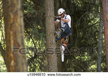 USA, Montana, Lakeside, lumberjack clambering tree View Large Photo Image Stock Image - USA, Montana, Lakeside, lumberjack clambering tree. Fotosearch