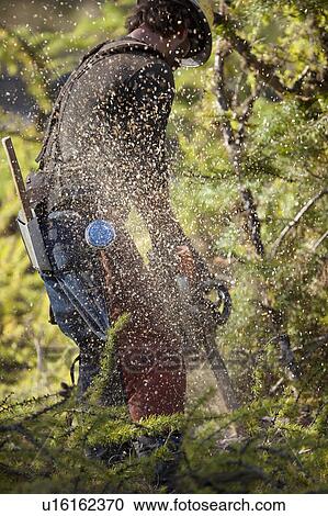 USA, Montana, Lakeside, lumberjack felling tree View Large Photo Image Stock Image - USA, Montana, Lakeside, lumberjack felling tree. Fotosearch