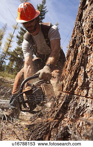 Stock Image - USA, Montana, Lakeside, lumberjack felling tree. Fotosearch