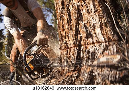 USA, Montana, Lakeside, lumberjack felling tree View Large Photo Image Stock Image - USA, Montana, Lakeside, lumberjack felling tree. Fotosearch