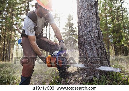 USA, Montana, Lakeside, lumberjack felling tree View Large Photo Image Stock Image - USA, Montana, Lakeside, lumberjack felling tree. Fotosearch