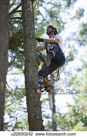 Stock Image - USA, Montana, Lakeside, lumberjack clambering tree. Fotosearch