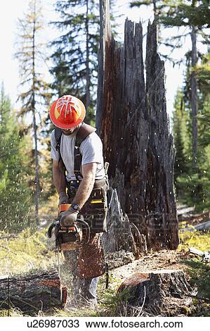 Stock Image - USA, Montana, Lakeside, lumberjack felling tree. Fotosearch