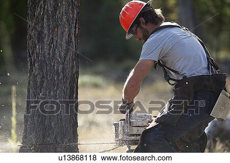USA, Montana, Lakeside, lumberjack felling tree View Large Photo Image Stock Photo - USA, Montana, Lakeside, lumberjack felling tree. Fotosearch