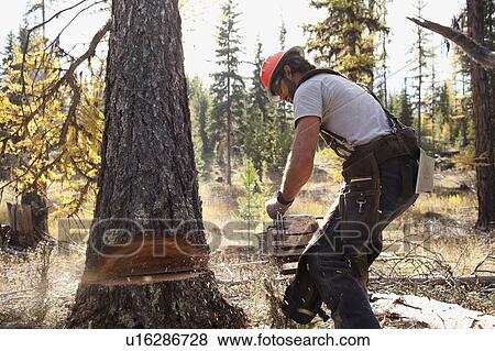 USA, Montana, Lakeside, lumberjack felling tree View Large Photo Image Stock Photo - USA, Montana, Lakeside, lumberjack felling tree. Fotosearch