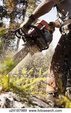 Stock Photo - USA, Montana, Lakeside, lumberjack felling tree. Fotosearch