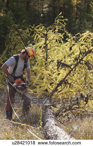 Stock Photo - USA, Montana, Lakeside, lumberjack felling tree. Fotosearch
