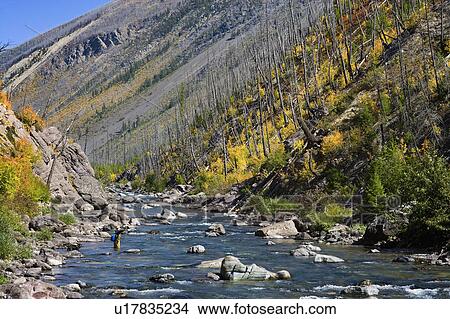 USA, Montana, Woman fly fishing in North Fork of Blackfoot River View Large Photo Image Picture - USA, Montana, Woman fly fishing in North Fork of Blackfoot River. Fotosearch