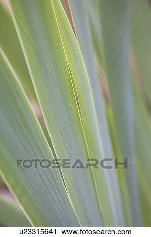 USA, New Jersey, close up of Iris leaves View Large Photo Image Stock Image - USA, New Jersey, close up of Iris leaves. Fotosearch