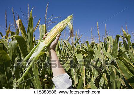 USA, New Jersey, woman's hand holding corn on field View Large Photo Image Stock Photograph - USA, New Jersey, woman's hand holding corn on field. Fotosearch