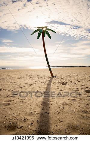 Stock Photograph - USA, New York City, Coney Island, palm tree on beach. Fotosearch
