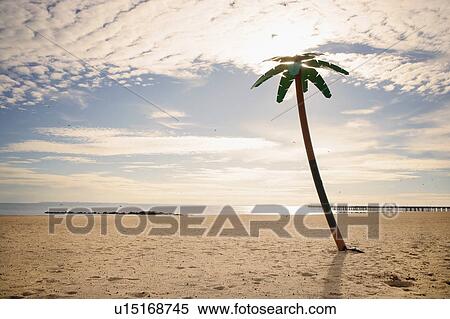 Stock Photography - USA, New York City, Coney Island, palm tree on beach. Fotosearch