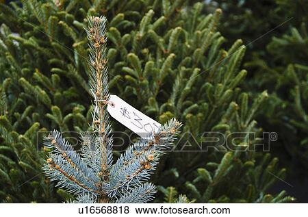Stock Photo - USA, New York State, New York City, Christmas trees for sale. Fotosearch