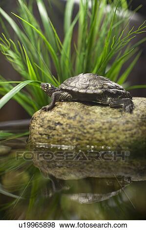 USA, New York State, New York City, Brooklyn, turtle in aquarium View Large Photo Image Stock Photo - USA, New York State, New York City, Brooklyn, turtle in aquarium. Fotosearch