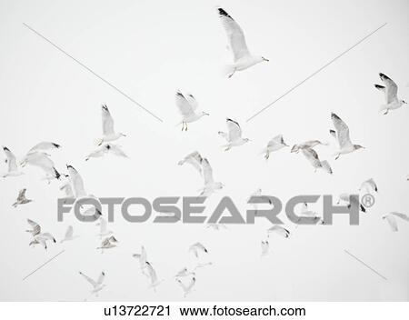 USA, New York State, Rockaway Beach, seagulls in flight View Large Photo Image Stock Image - USA, New York State, Rockaway Beach, seagulls in flight. Fotosearch