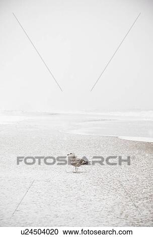 USA, New York State, Rockaway Beach, seagull on beach in winter View Large Photo Image Stock Image - USA, New York State, Rockaway Beach, seagull on beach in winter. Fotosearch