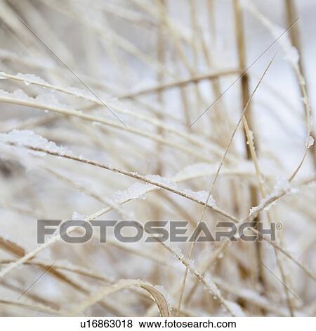 Stock Photo - USA, New York State, Rockaway Beach, frozen grass, close-up. Fotosearch